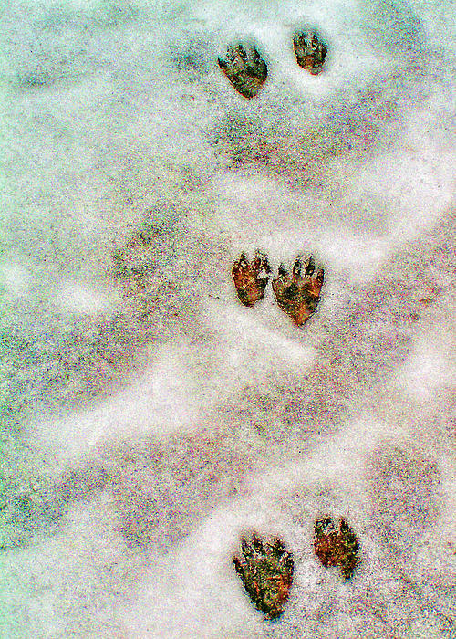 Raccoon Tracks In Snow by Greg Hjellen