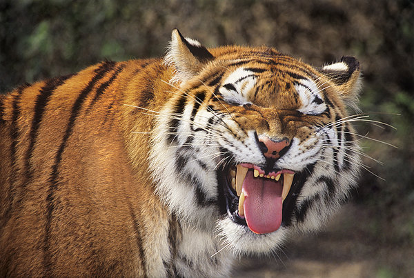 smiling-tiger-endangered-species-wildlif