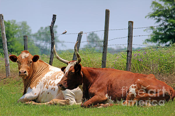 how to make money with longhorn cattle