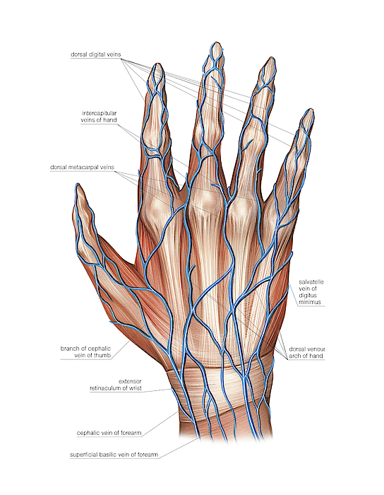 Venous System Of The Hand Greeting Card By Asklepios Medical Atlas