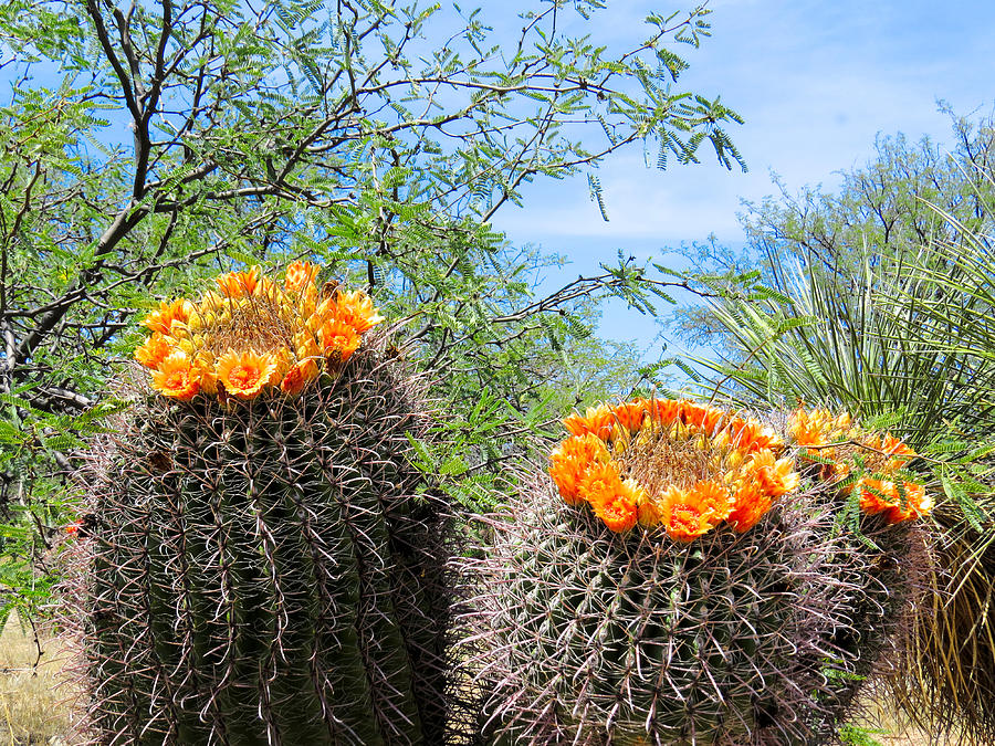 Arizona Barrel Cactus In Bloom by Ed Cheremet