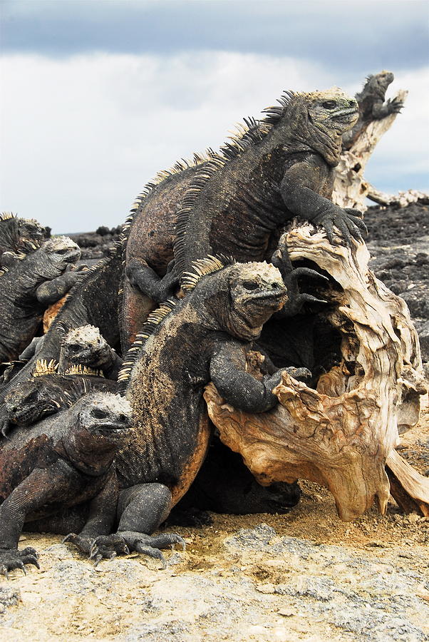  - -galapagos-marine-iguanas-fabian-romero-davila