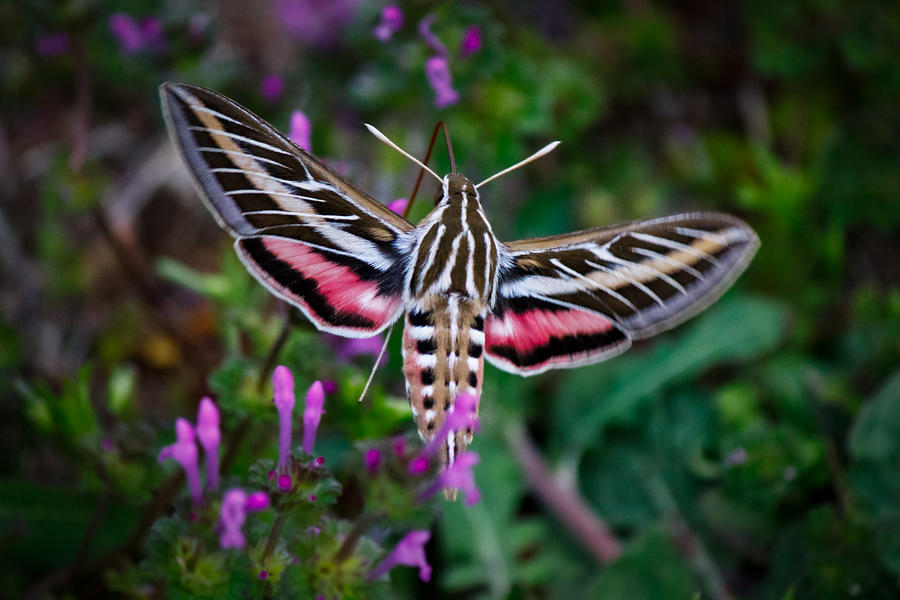 Hummingbird Moth Print Photograph by Doug Long