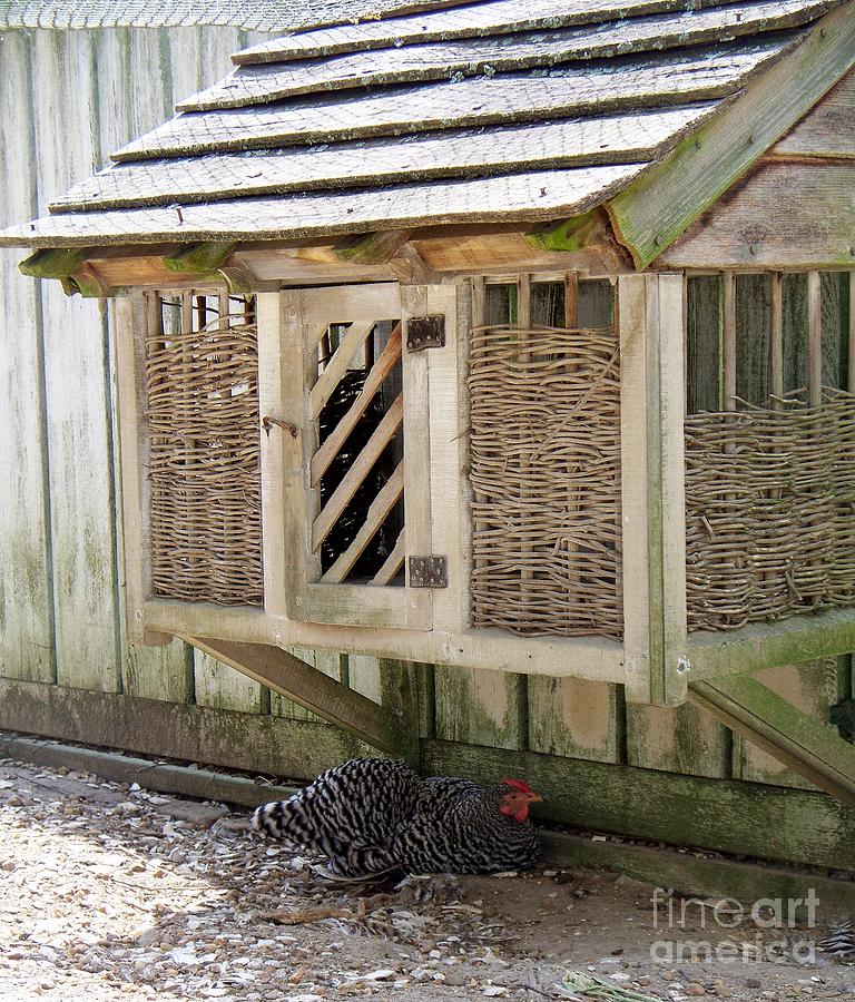 Old Fashioned Chicken Coop In Colonial Williamsburg Virginia is a ...
