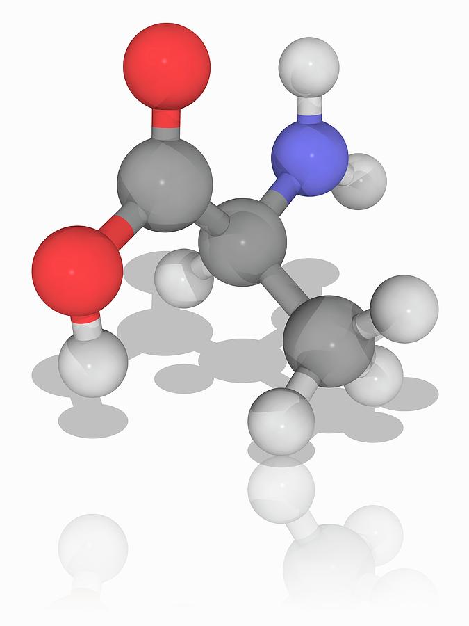 Alanine Organic Compound Molecule Photograph By Laguna Design Science