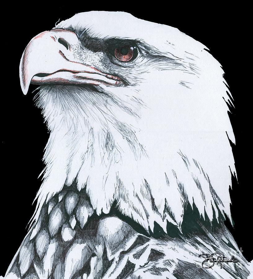 American Bald Eagle Drawing