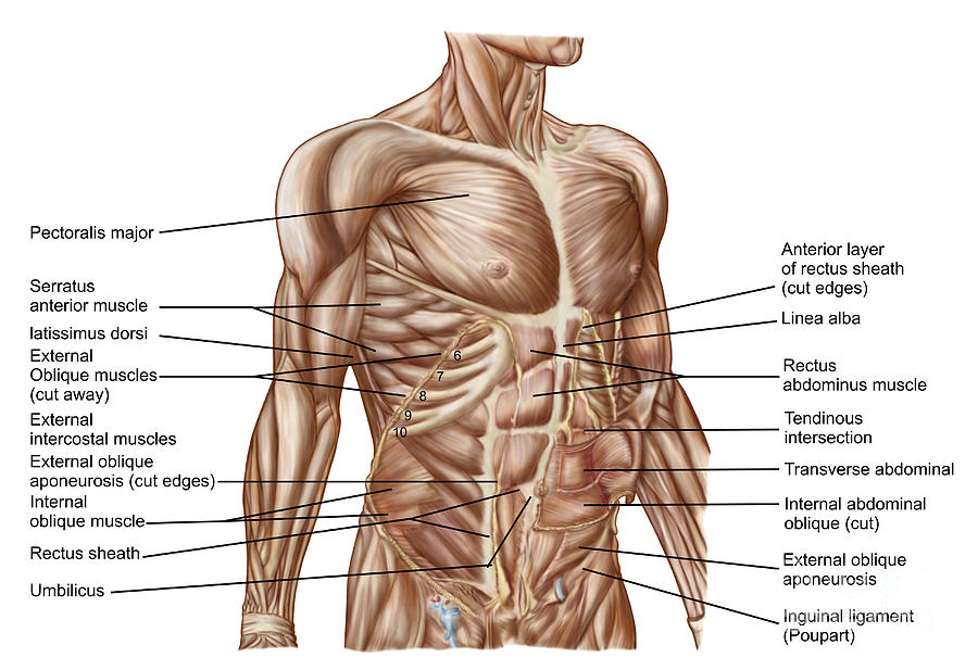 Anatomy Of Human Abdominal Muscles By Stocktrek Images