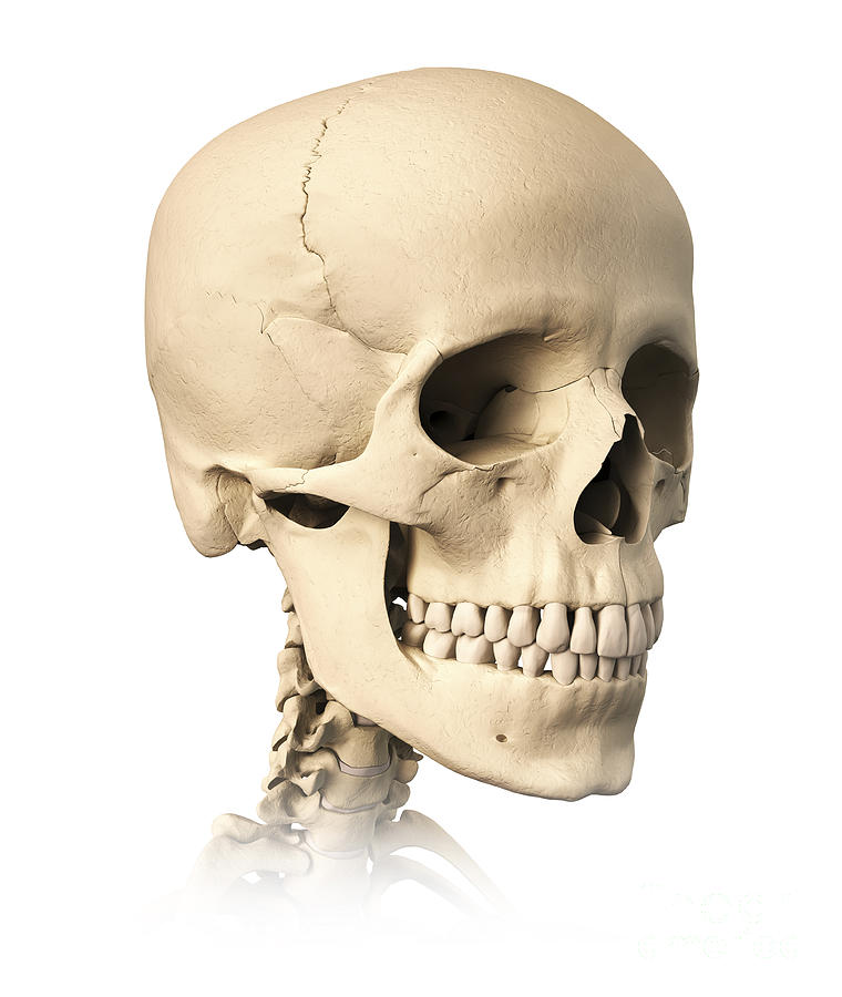 Anatomy Of Human Skull, Side View by Leonello Calvetti