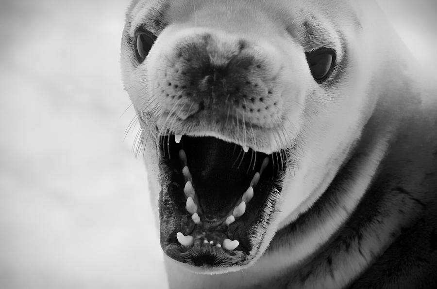 chubby angry seal