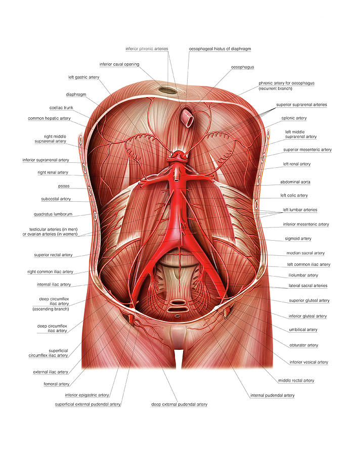 Arterial System Of The Abdomen Photograph By Asklepios My Xxx Hot Girl