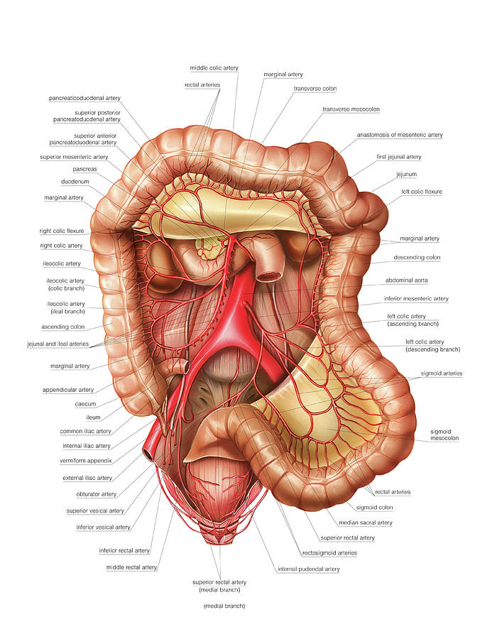 Arterial System Of The Intestines Photograph By Asklepios Medical Atlas Pixels