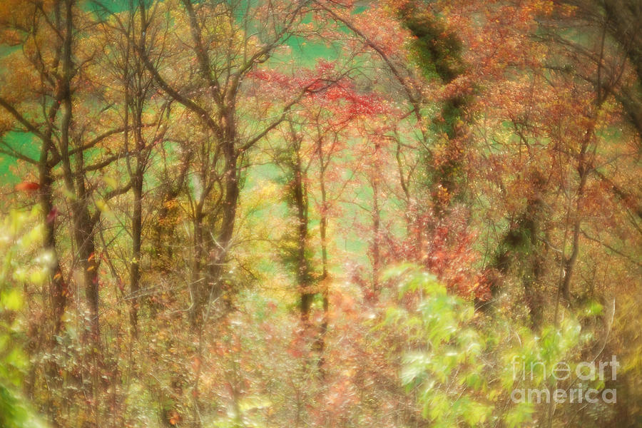 - 1-autumn-forest-maria-bobrova