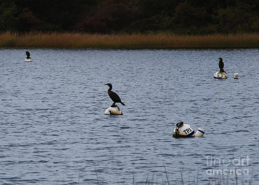  - 1-birds-on-buoys-david-decenzo