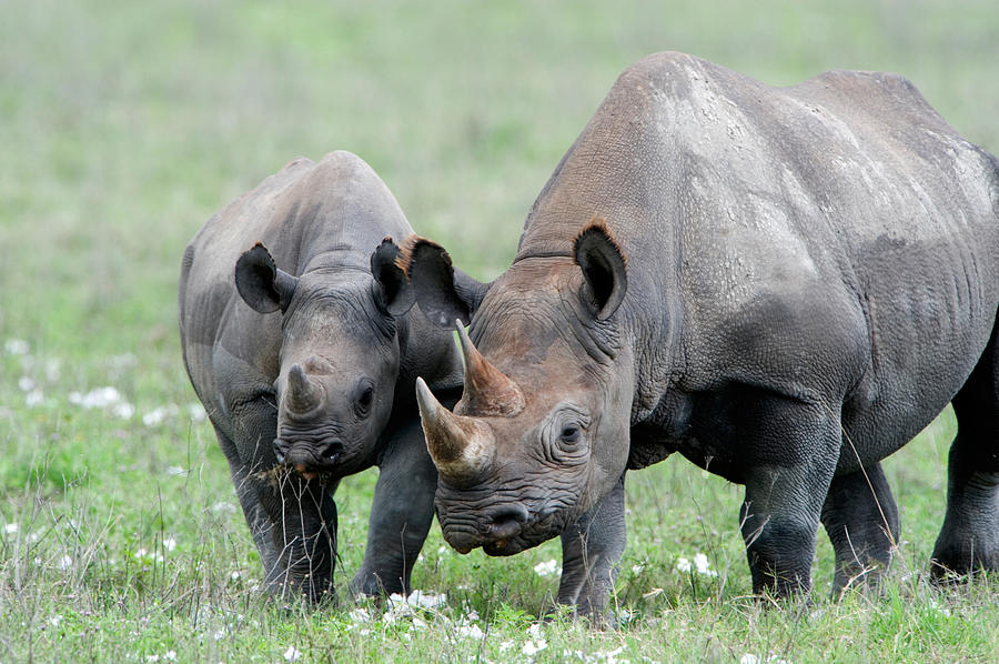 Black Rhinoceros Diceros Bicornis Photograph By Panoramic Images