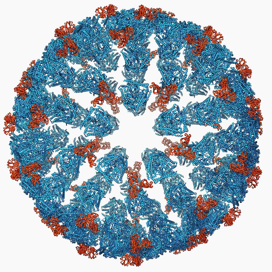 Bluetongue Virus Capsid Photograph By Laguna Design Science Photo