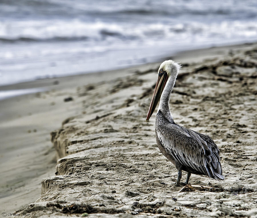  - 1-brown-pelican-bill-baer