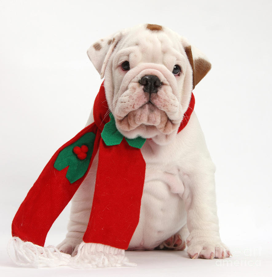 bulldog puppy wearing santa hat photograph by mark taylor bulldog puppy wearing santa hat photograph by mark taylor