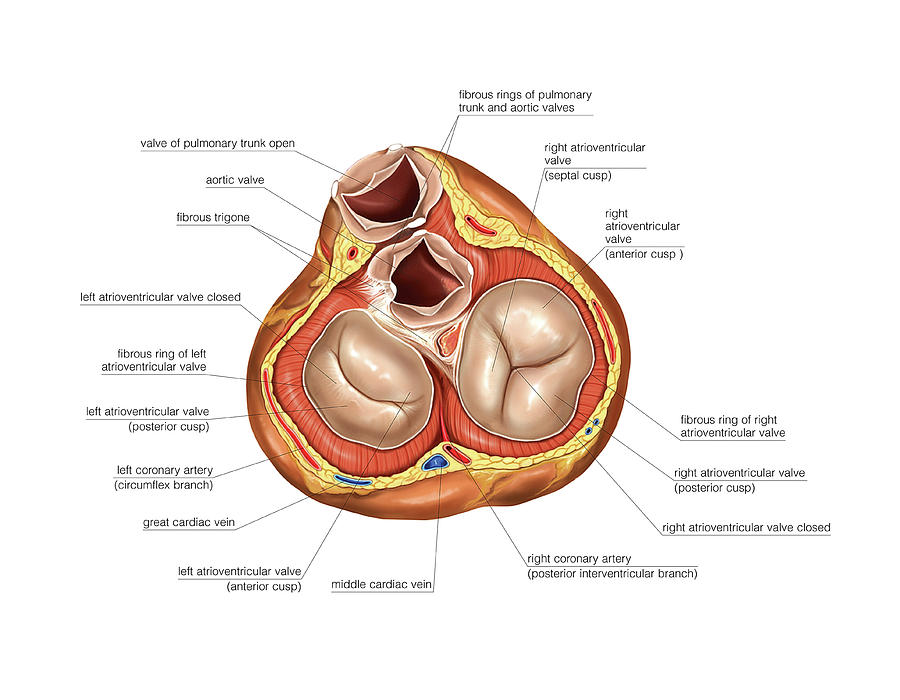 Cardiac Valves In Systole Photograph By Asklepios Medical Atlas Pixels