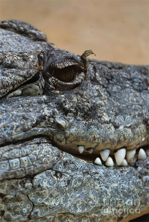 Crocodile Photograph