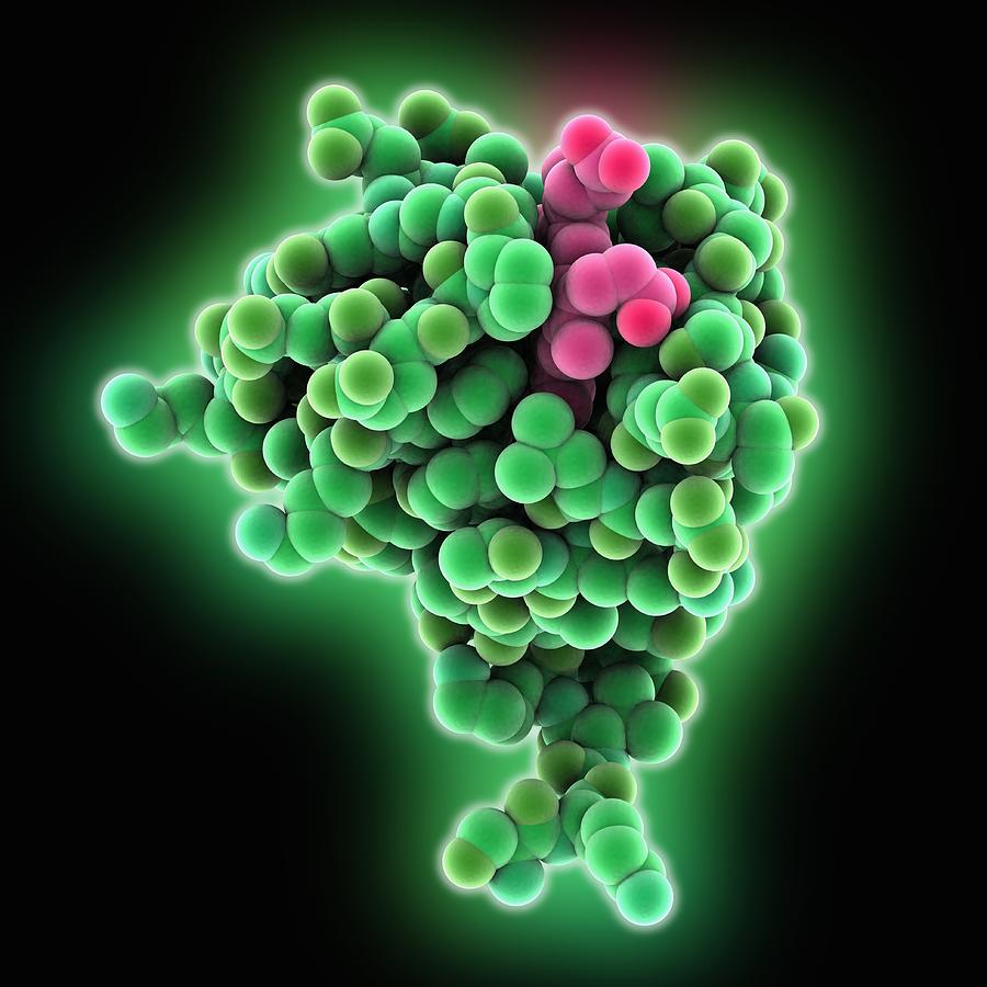 Cytochrome B Molecule Photograph By Science Photo Library Pixels