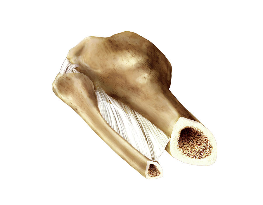 Distal View Of Tibia And Fibula Photograph By Asklepios Medical Atlas The Best Porn Website