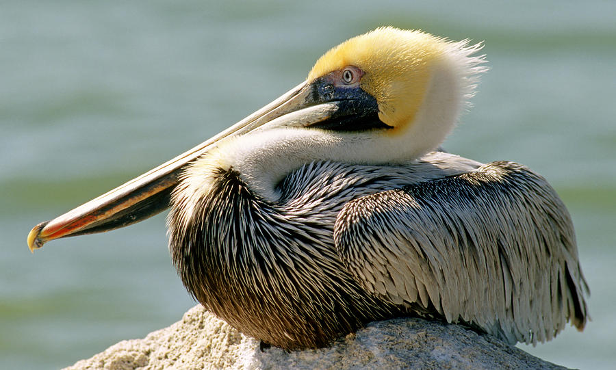 Eastern Brown Pelican Photograph By Millard H Sharp Fine Art America