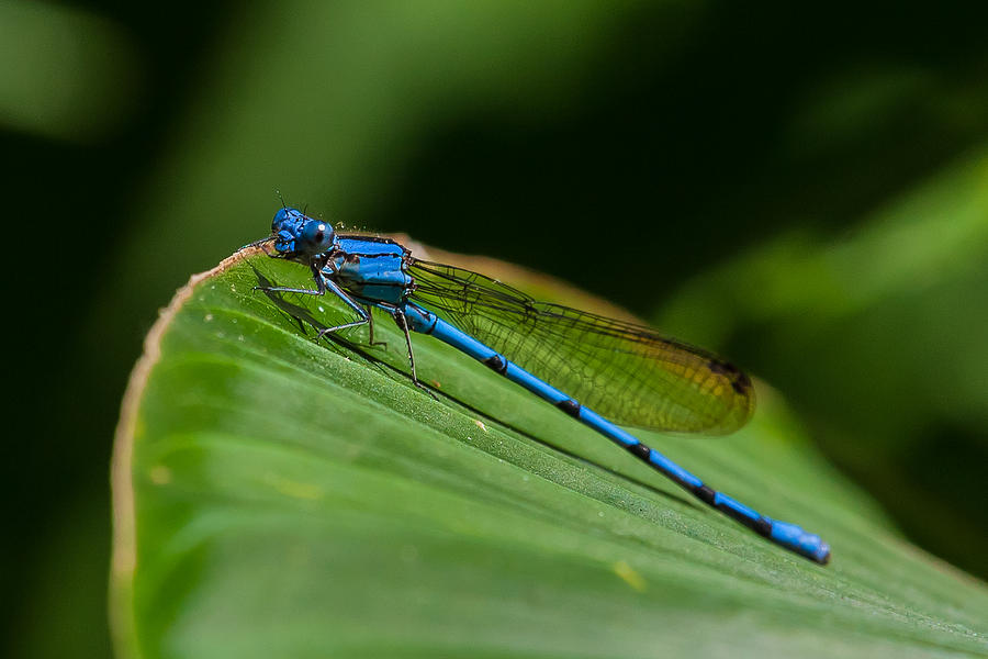 Electric Blue Damsel Fly Photograph by Craig Lapsley