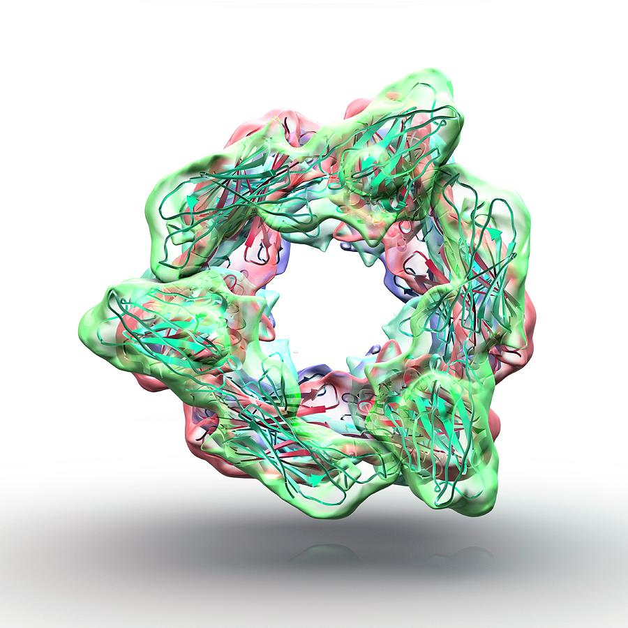 Epstein Barr Virus Proteins Photograph By Animate Science Photo