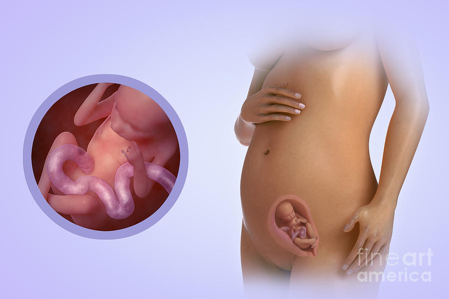 http://images.fineartamerica.com/images-medium-large-5/1-fetal-development-week-18-science-picture-co.jpg