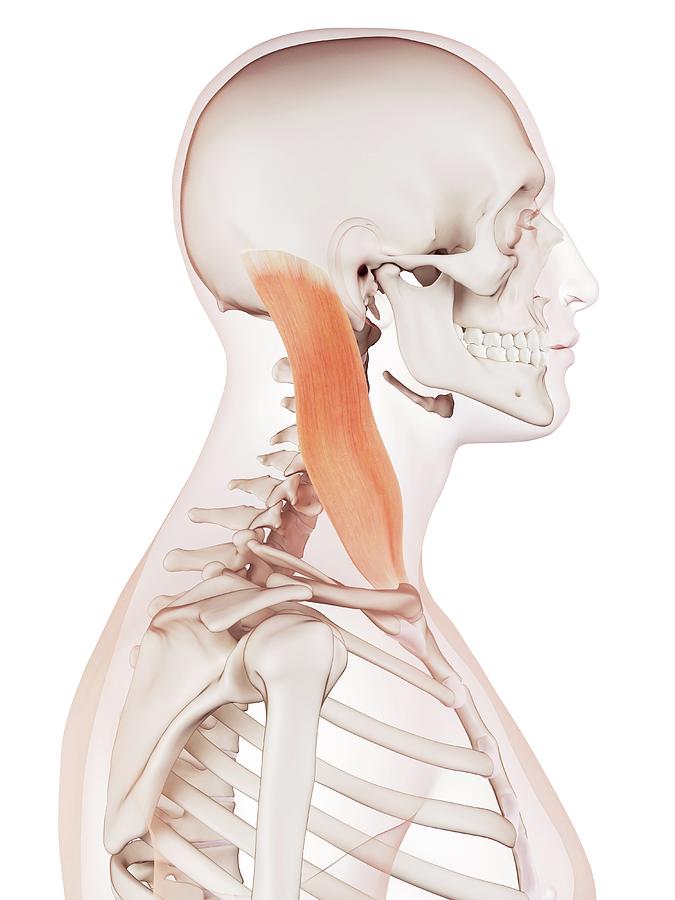 Human Neck Muscles Photograph By Sebastian Kaulitzki Science Photo