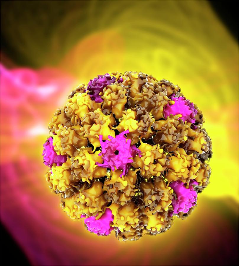Human Papilloma Virus Particle Photograph By Ramon Andrade Dciencia Pixels Merch