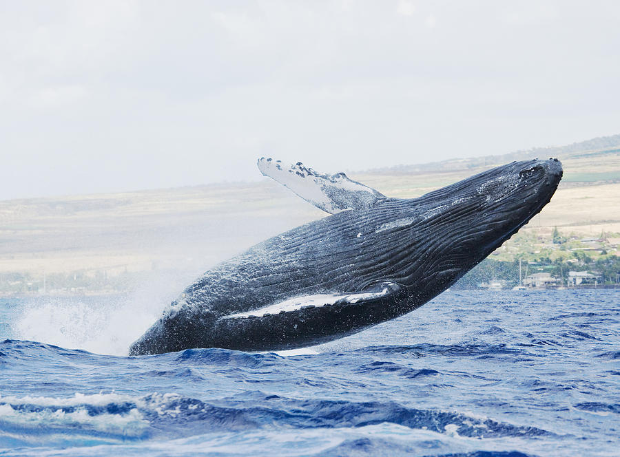 Humpback Whale Photograph By M Swiet Productions Fine Art America