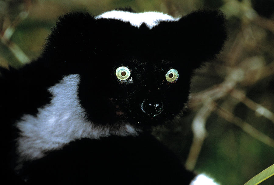 Indri Photograph By Tony Camacho Science Photo Library Fine Art America