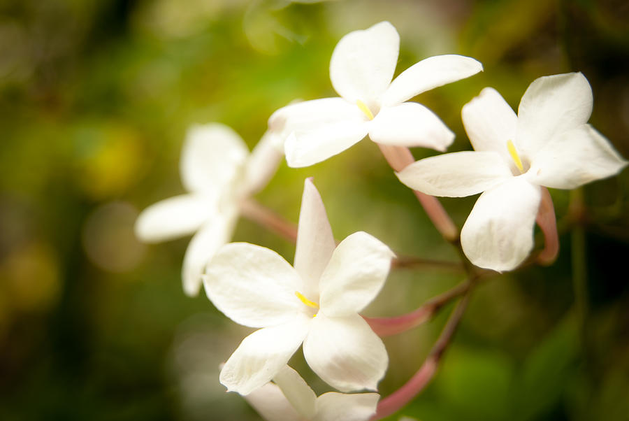  - 1-jasmine-flowers-daniela-roberts