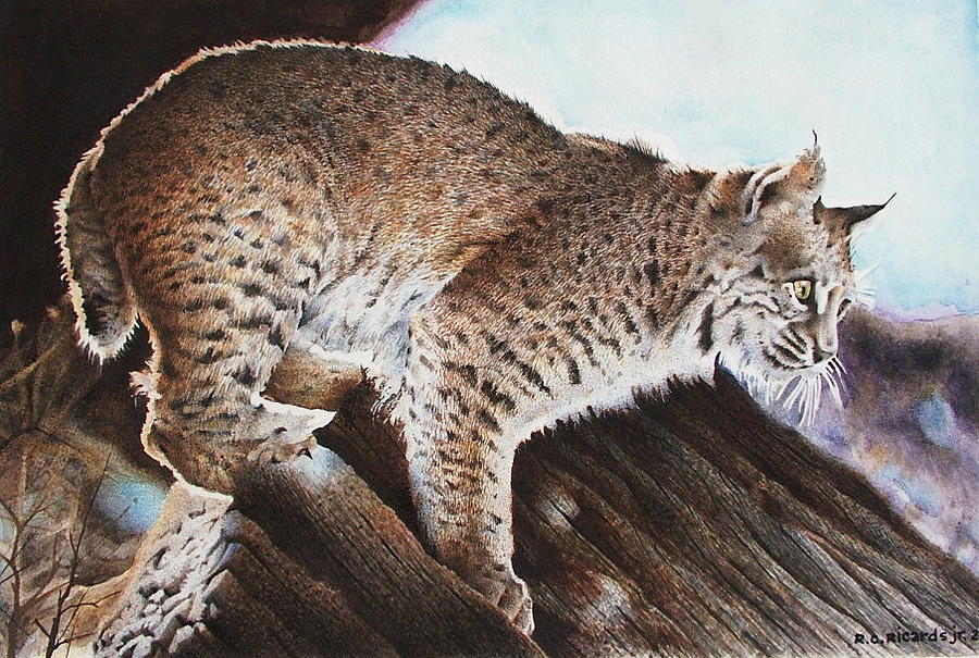 Linns Valley Bobcat Painting by Ric Ricards