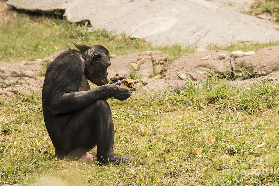 Lunch Photograph by Bob Phillips
