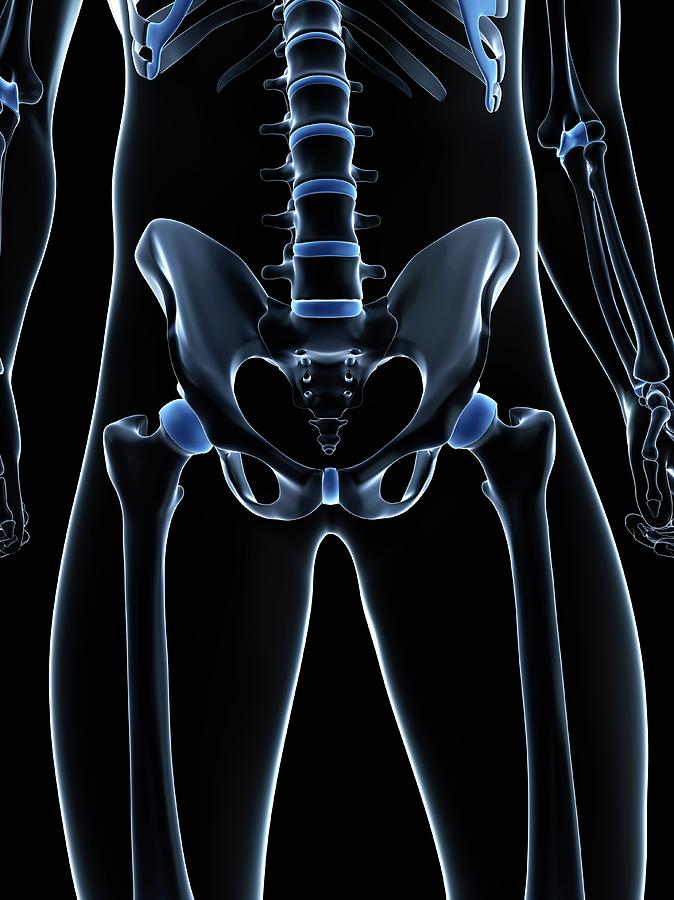 Male Pelvis Bones Photograph By Sciepro Science Photo Library