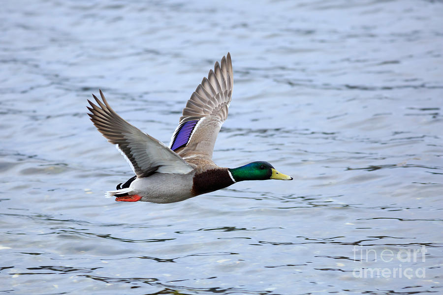 Mallard Duck In Flight Photograph By Louise Heusinkveld