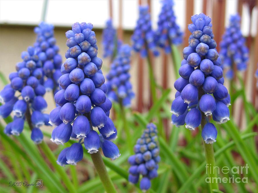 muscari or grape hyacinth photograph by j mccombie muscari or grape hyacinth photograph by j mccombie