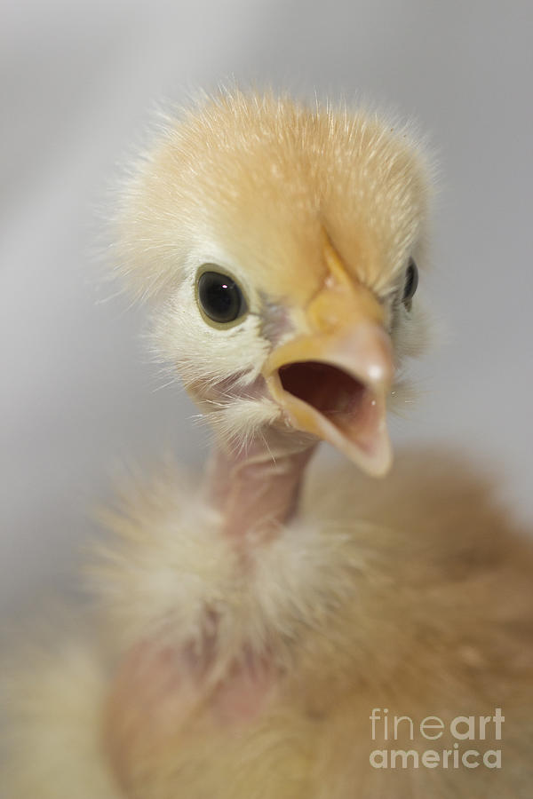 Naked Neck Chick Series Photograph By Jeannette Hunt Pixels