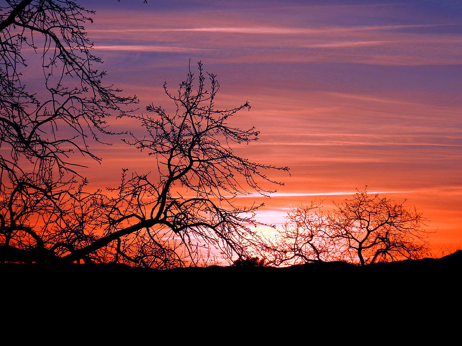 Oak Tree Sunset Photograph By Robert Hooper