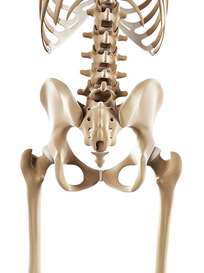 Pelvis Bones Photograph By Sciepro Science Photo Library