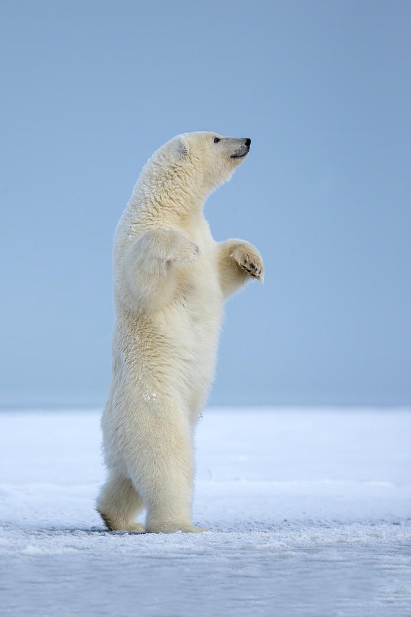 Белый медведь на задних лапах фото