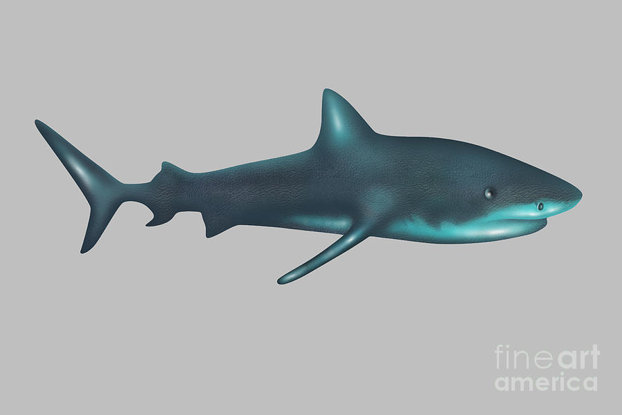 Shark Illustration Photograph By Gwen Shockey Pixels