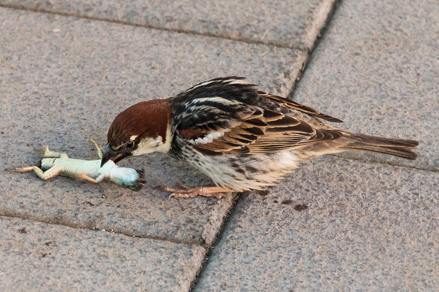 sparrow eating lizard photograph by salvatore pappalardo sparrow eating lizard photograph by salvatore pappalardo