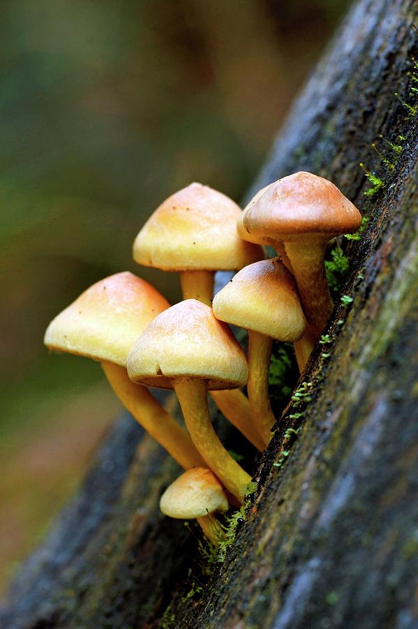 Sulphur Tuft Hypholoma Fasciculare Photograph By Bildagentur Online