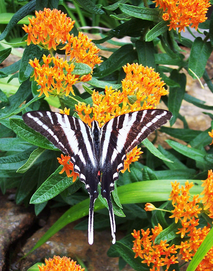 Orange Butterfly Plant