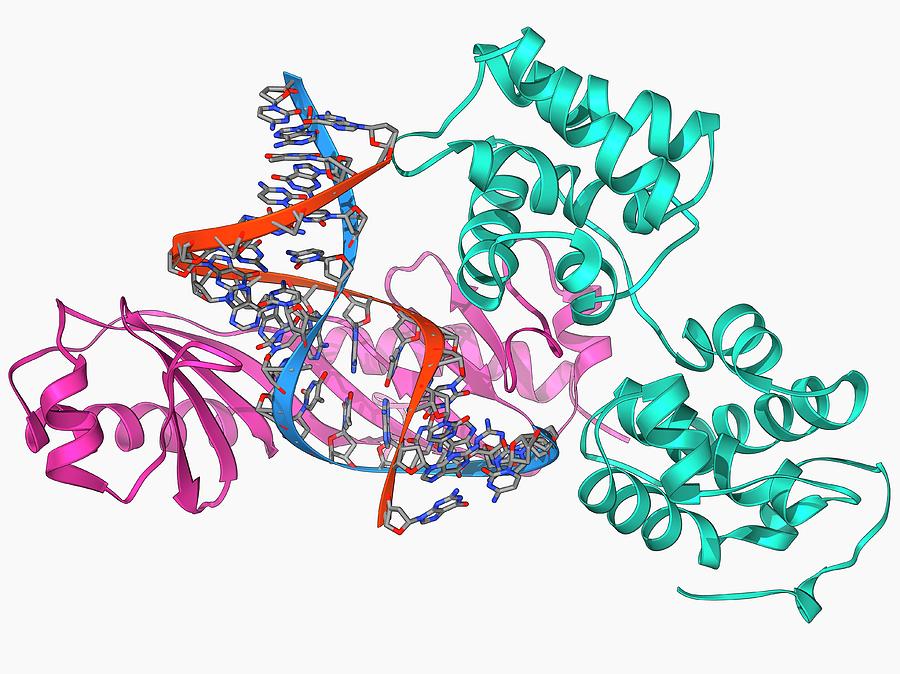 Tata Box Binding Protein Complex Photograph By Laguna Design Science