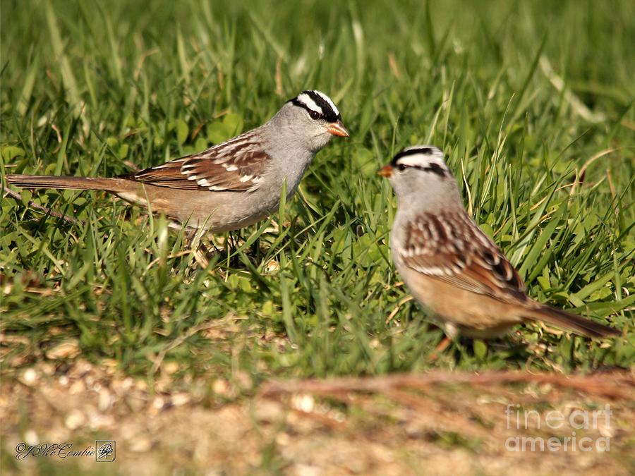 White Crowned Sparrow Photograph By J Mccombie Fine Art America