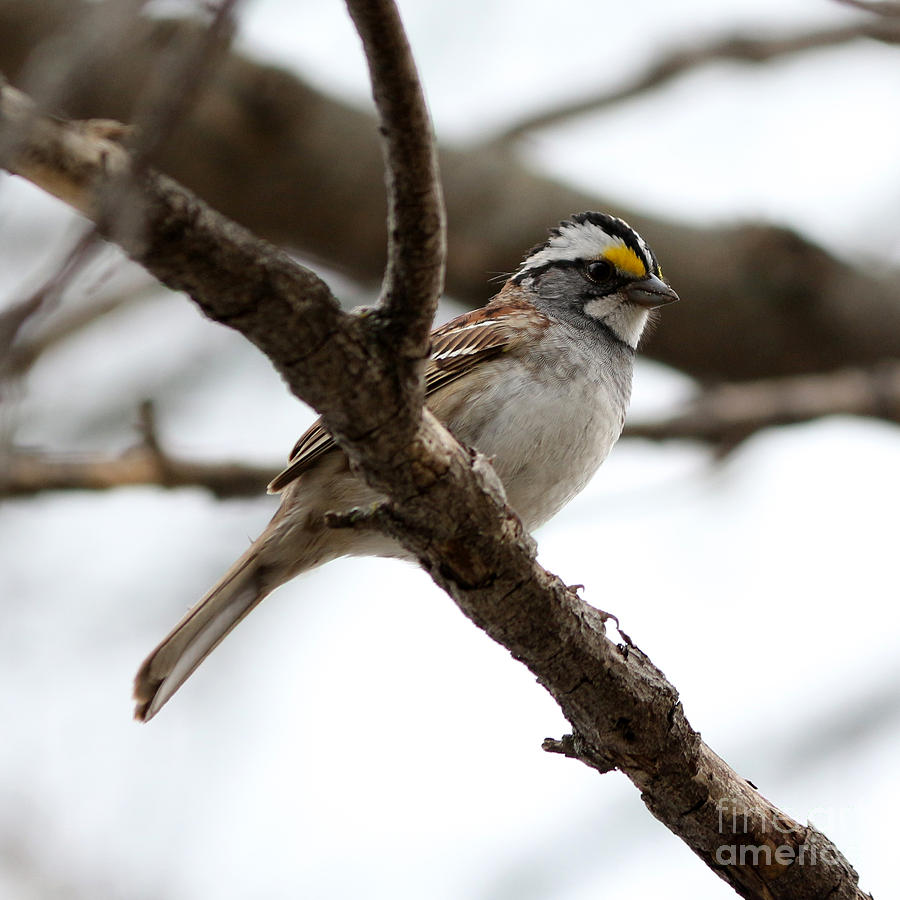 yellow crowned sparrow photograph by lori tordsen yellow crowned sparrow photograph by lori tordsen